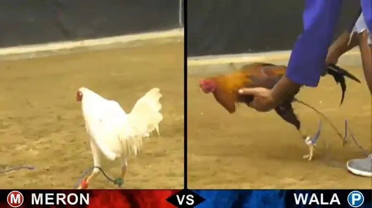 Cách Chơi Đá Gà Sabong Tại PK14 Thắng Lớn Mỗi Ngày Dễ Dàng 2 Cách Chơi Đá Gà Sabong Tại PK14 Thắng Lớn Mỗi Ngày Dễ Dàng