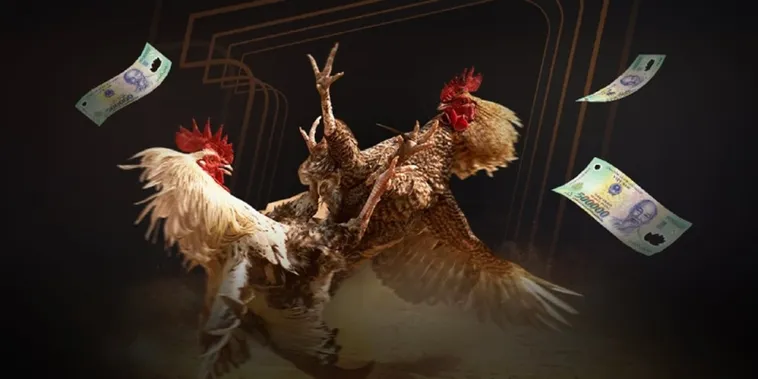 Đá Gà PK14 Trực Tiếp Đỉnh Cao Săn Thưởng Khủng Cùng Kê Thủ Chuyên Nghiệp